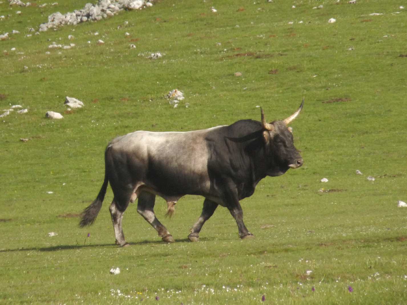 Animali al pascolo